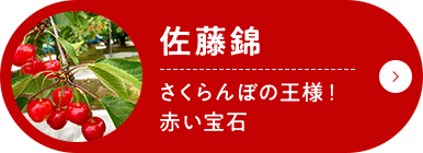 佐藤錦