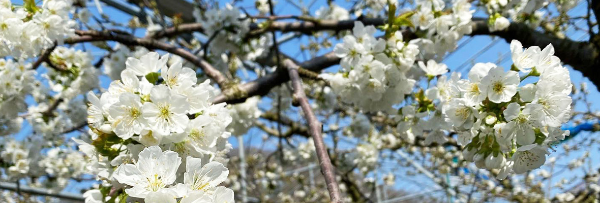 特定商取引法の表示