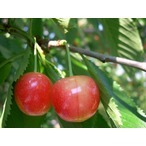 F06